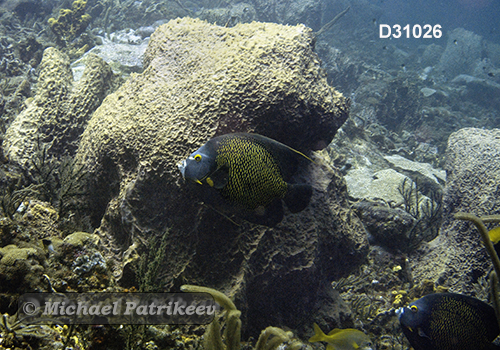 French Angelfish (Pomacanthus paru)